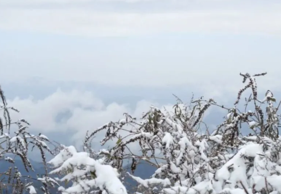 凤凰山迎来初雪 瞬间美成了仙境