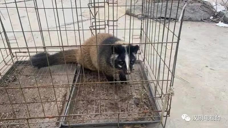 汉阴公安及时救助国家三有保护动物果子狸