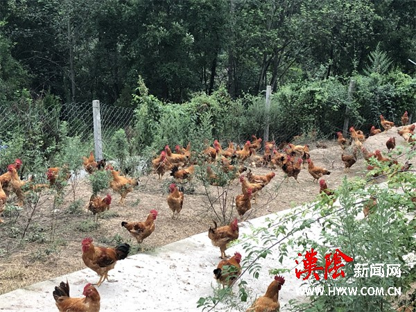 汉阴供销：苏陕协作开花结果，优鲜到家落地生根