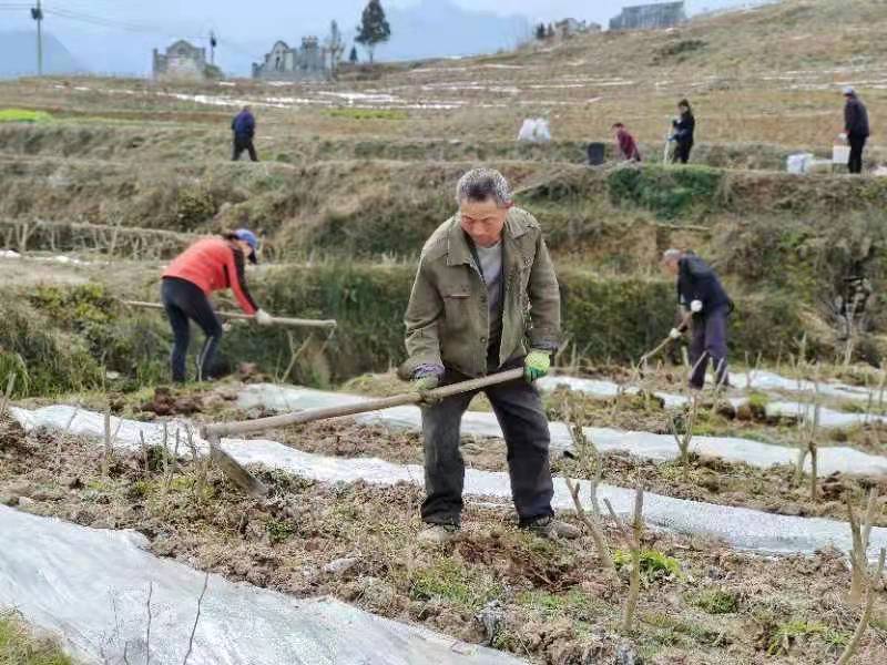汉阴：人勤春来早 桑园闹春耕