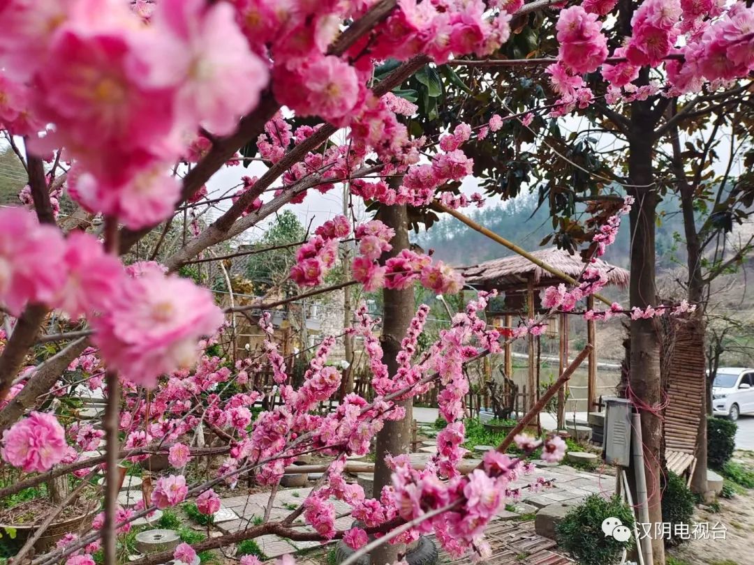汉阴启动建设20个庭院经济示范村