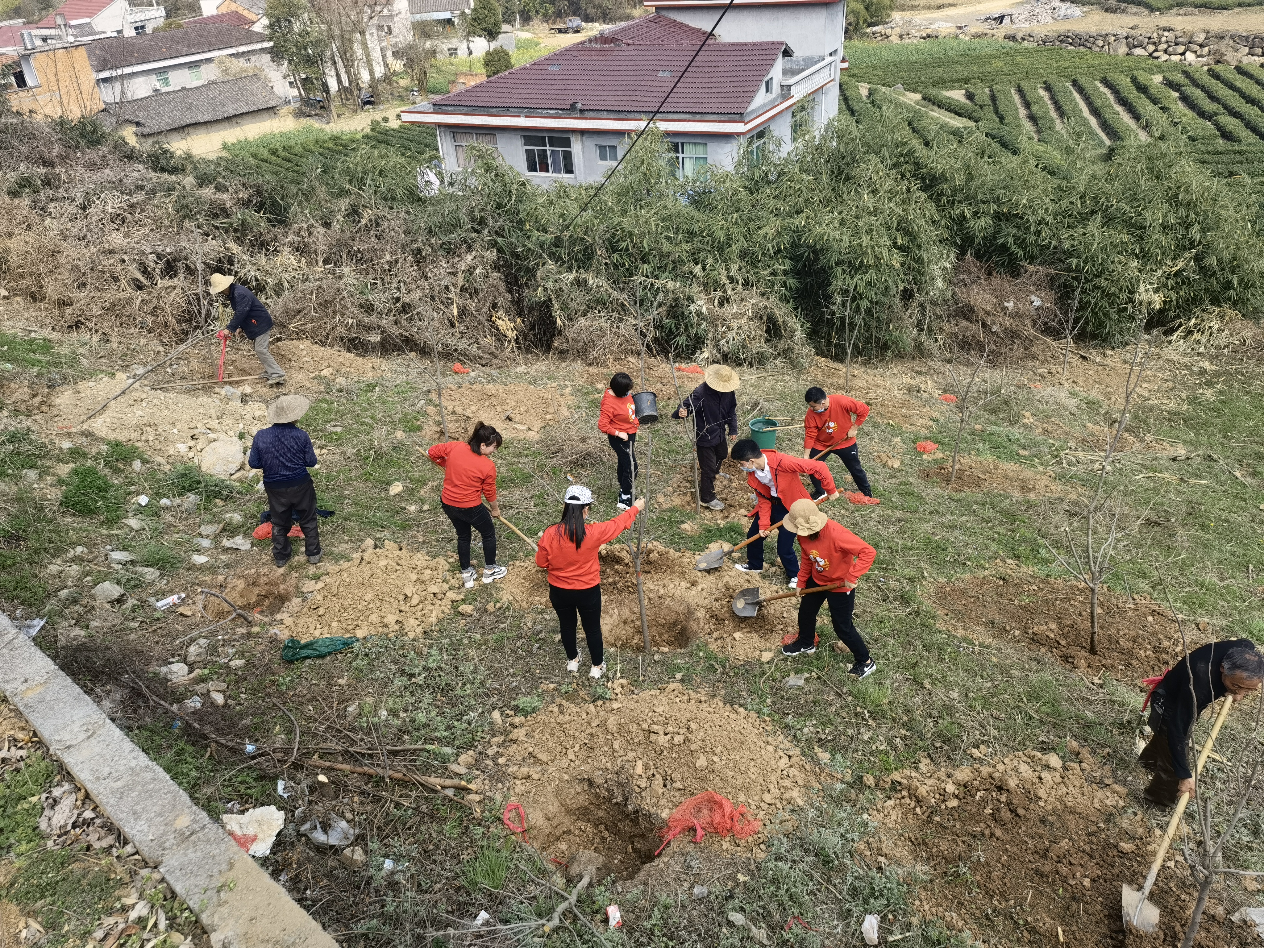三元村开展义务植树活动