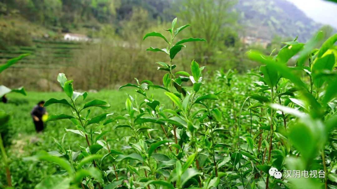 开园啦！汉阴县龙寨茶园500亩春茶进入采摘期