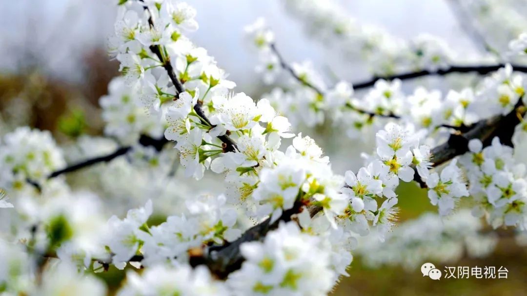 汉阴：阳春三月李花开 繁花似雪等你来
