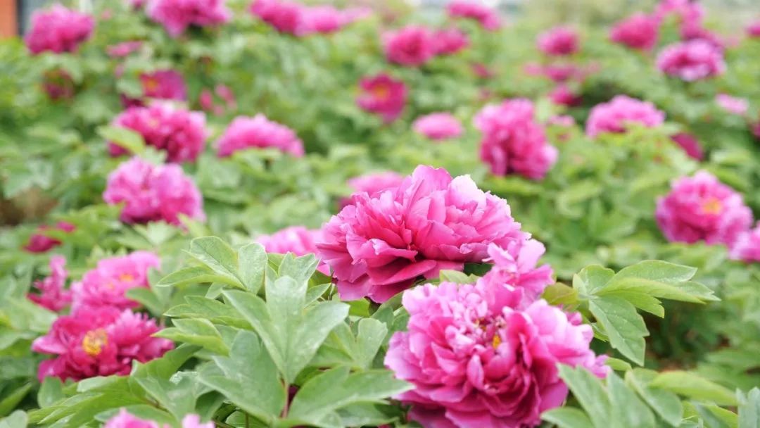 汉阴：春季赏花正当时 牡丹花开游人醉