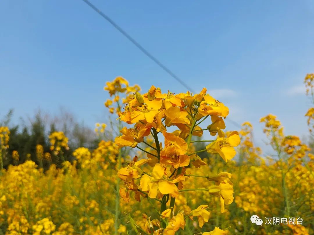汉阴：十万亩油菜花竞相开放 美了春天富了民