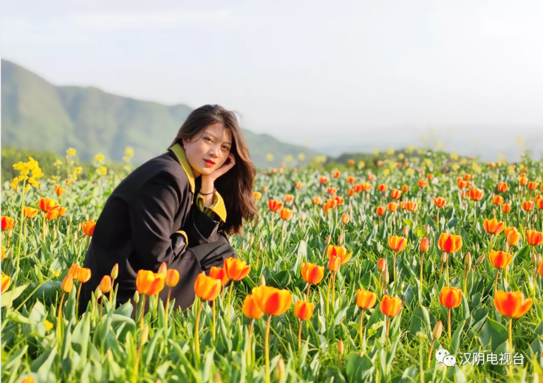 汉阴郁金香花海已“上线”，邀您来赏花