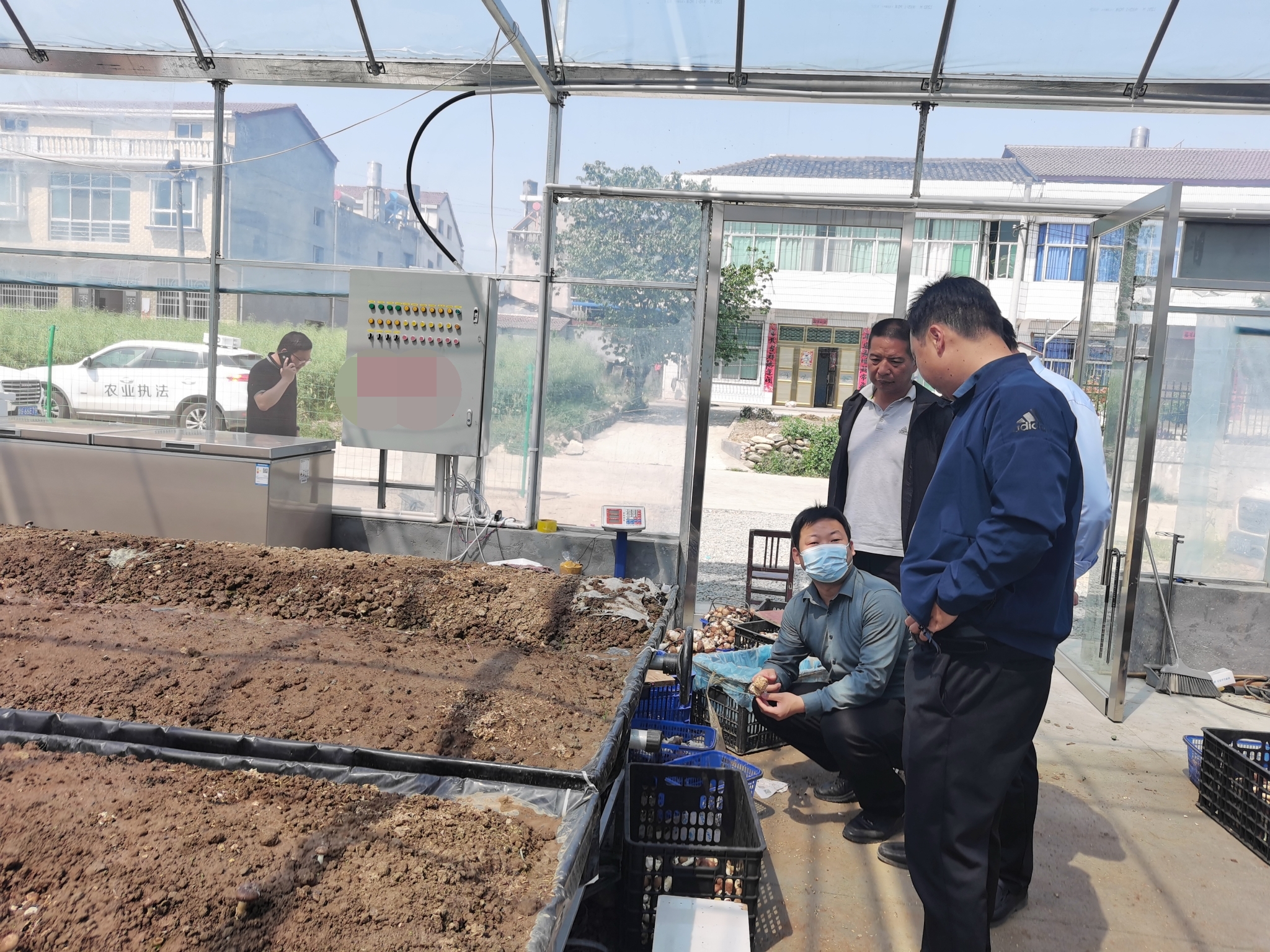 涧池镇：赤松茸推广上市撑开“致富路”