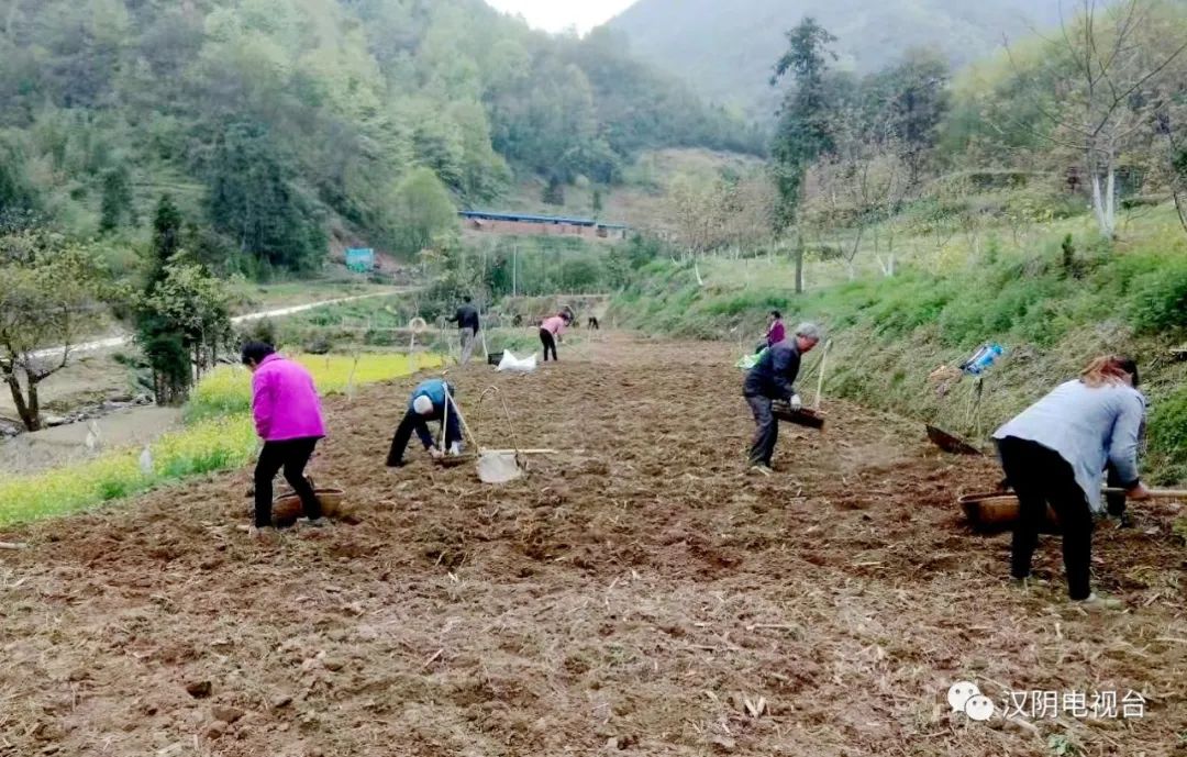 汉阴：双河口镇“玉豆套种”促增收
