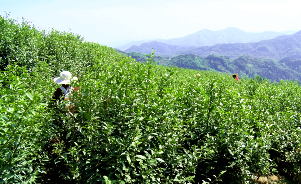 汉阴：漩涡镇4万余亩茶园景醉人 采茶忙