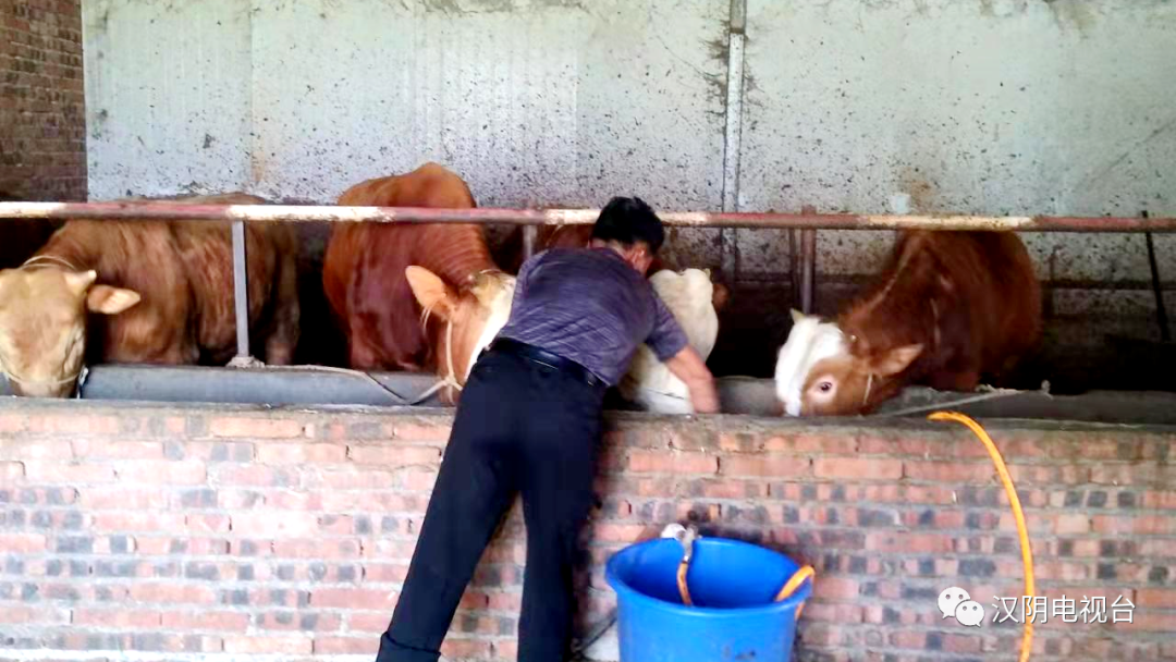 汉阴县双乳镇隆忠平：一只手撑起一片天