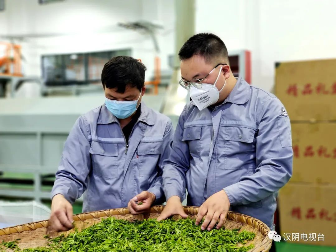 汉阴：生态赋能助力茶叶产业高质量发展
