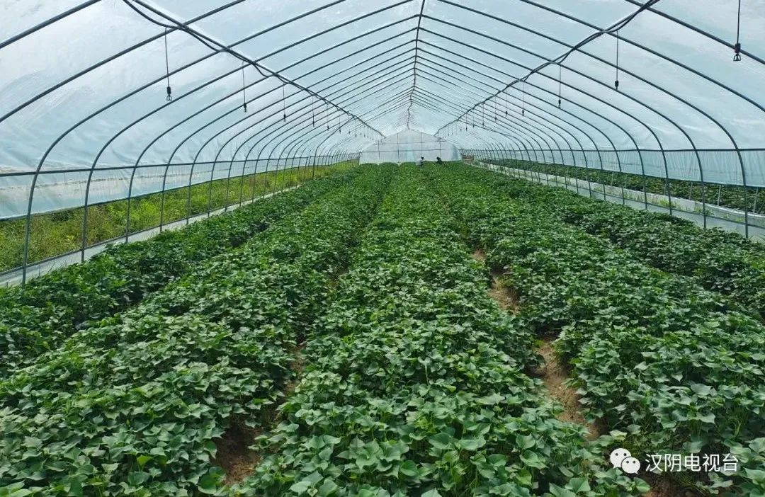 汉阴：栽下红薯苗 种出致富新希望