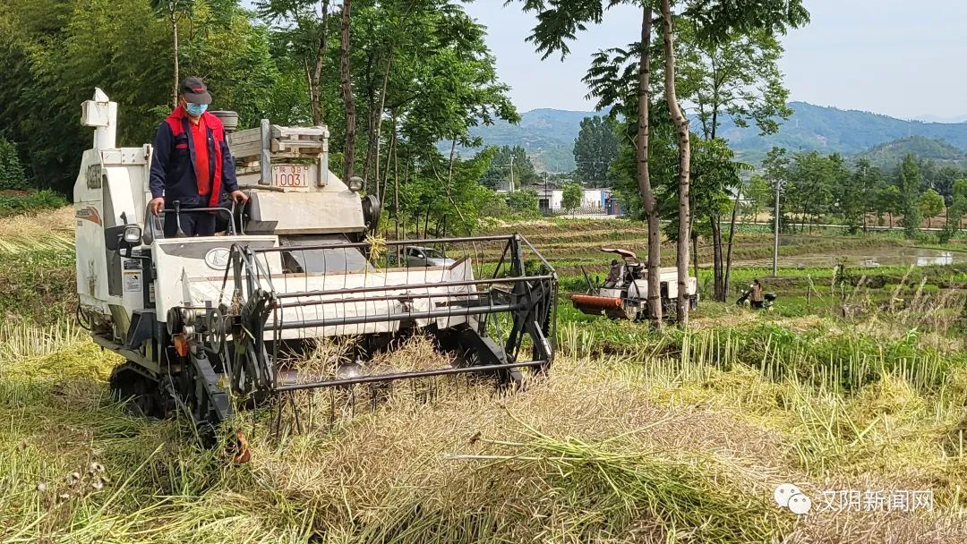 汉阴：14.1万亩油菜喜获丰收 产量稳中有增