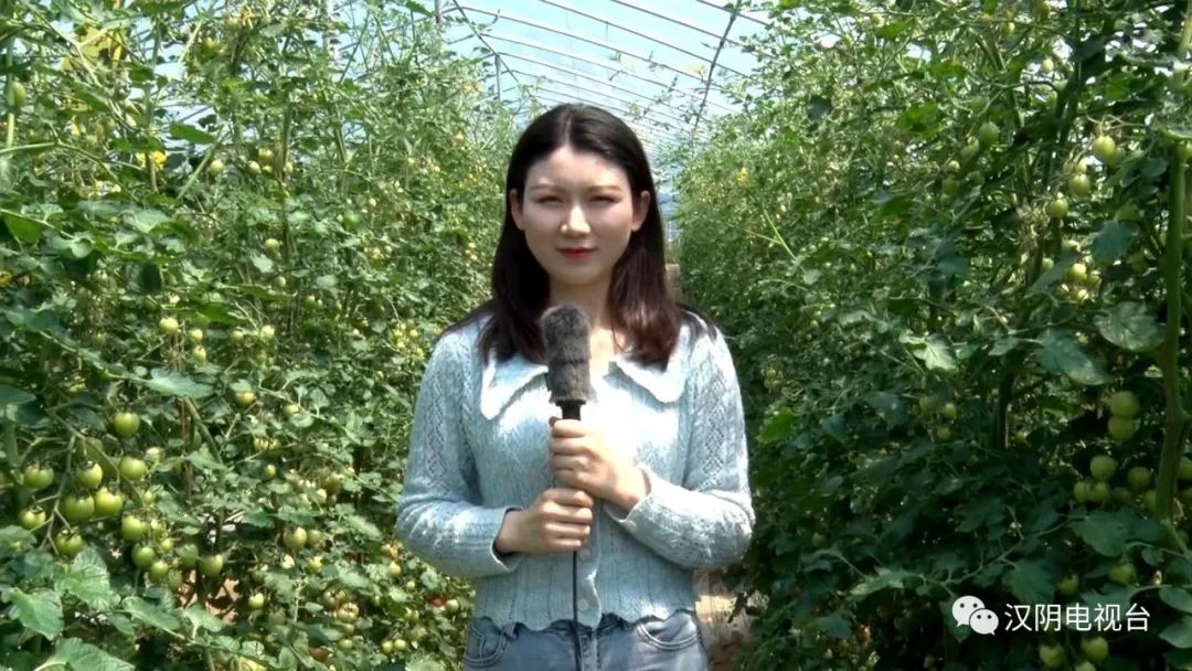 汉阴：圣女果喜获丰收 快来一起乐享采摘游吧