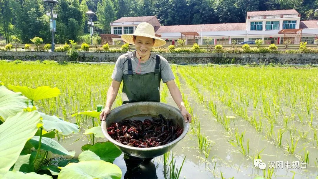 汉阴：养殖清水小龙虾 走出“美味”致富路