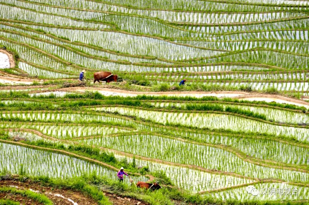 汉阴：全国高考地理甲卷中的凤堰古梯田之春