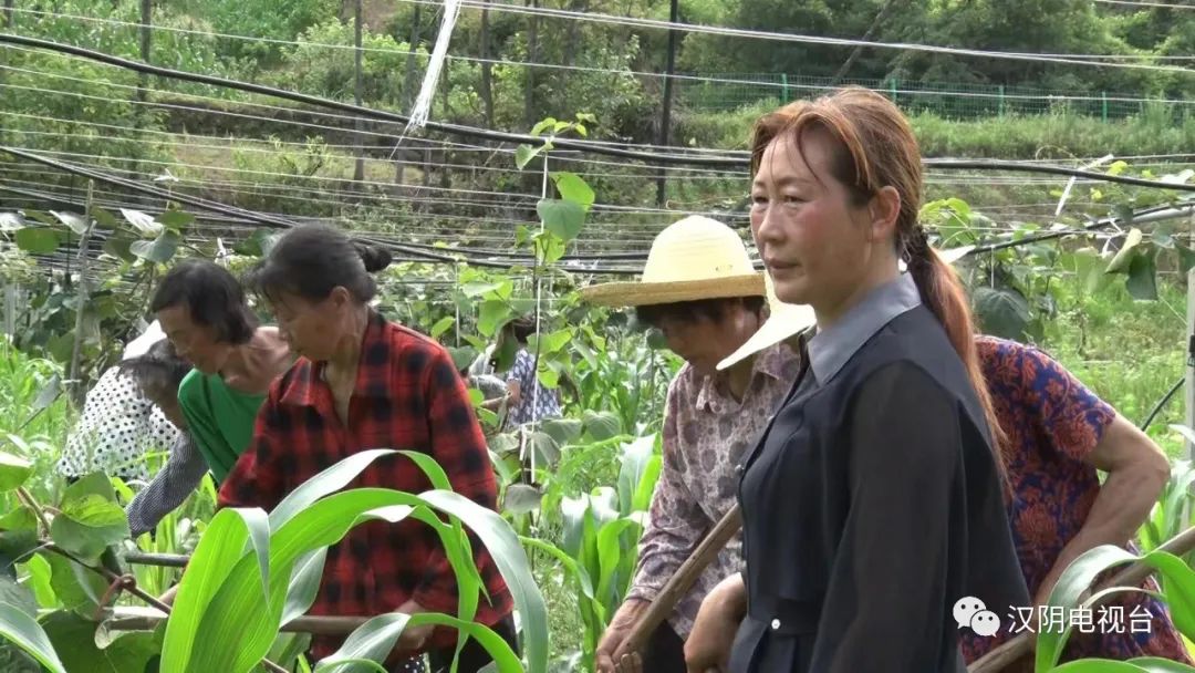 汉阴：第五届安康市“道德模范”沈兰玲扎根乡村十年，带领群众脱贫致富