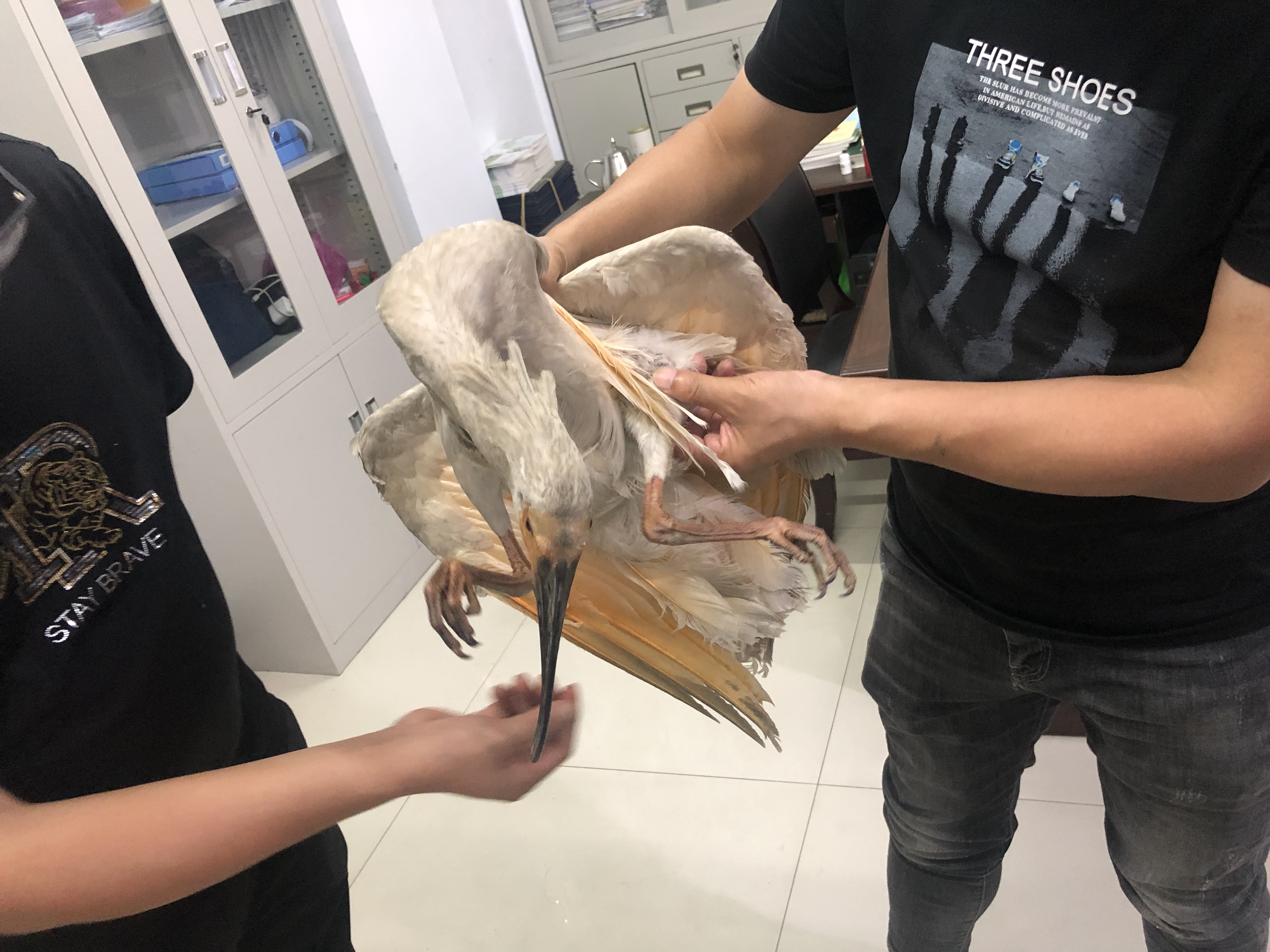 汉阴：城郊派出所成功救助国家一级保护动物朱鹮