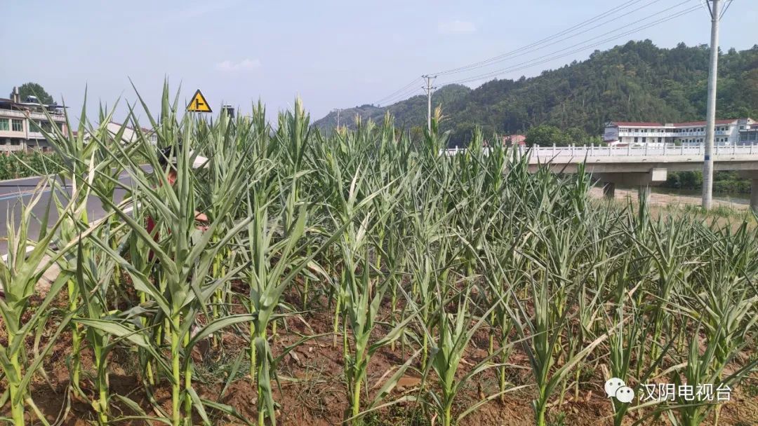 汉阴：干群齐抗旱 救苗保秋收
