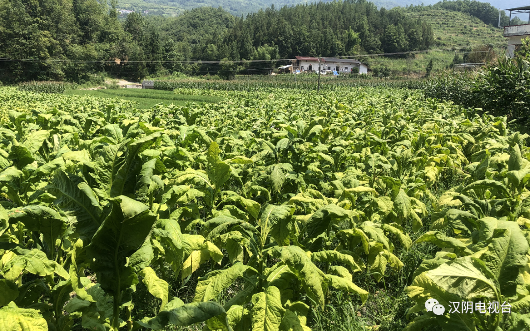 汉阴：烤烟“赶烤”忙 致富“钱景”广