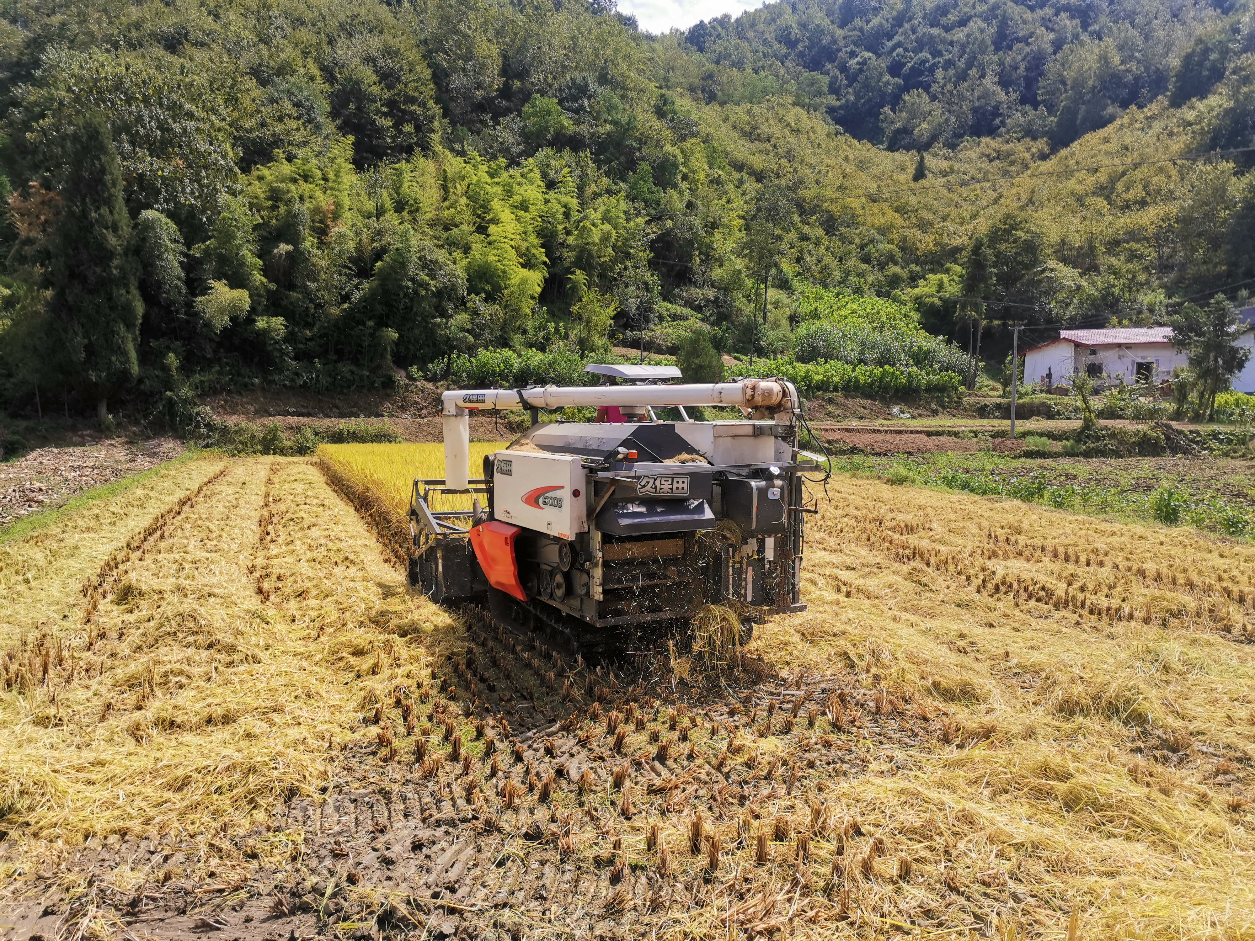 蒲溪镇田禾村：干群齐力助农秋收促振兴
