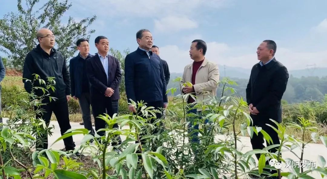 省林业局党组成员、副局长范民康到汉阴督导调研林业重点工作
