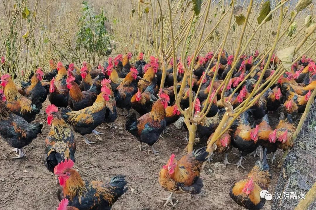 汉阴：桑叶鸡打通小山村的致富大道