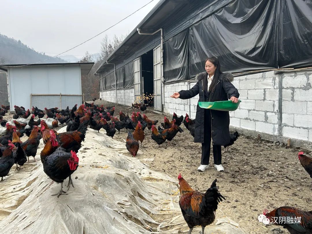 汉阴：原生态林下散养土鸡 把最浓的年味带回家