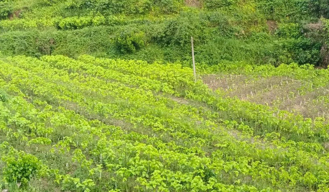 汉阴县铁佛寺镇：构建“1+N”蚕桑全产业链 绘就乡村新画卷