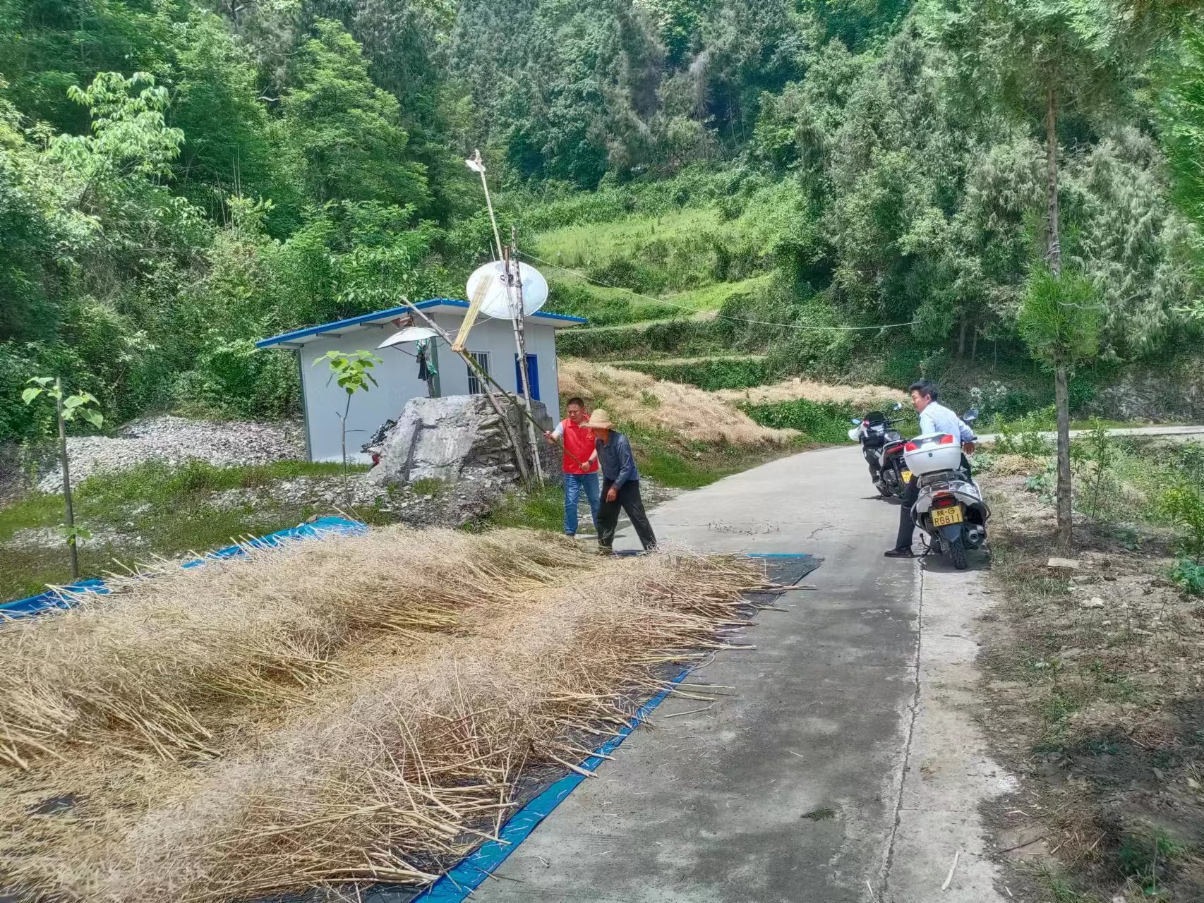 汉阴县汉阳镇：干群齐上手，夏日助丰收