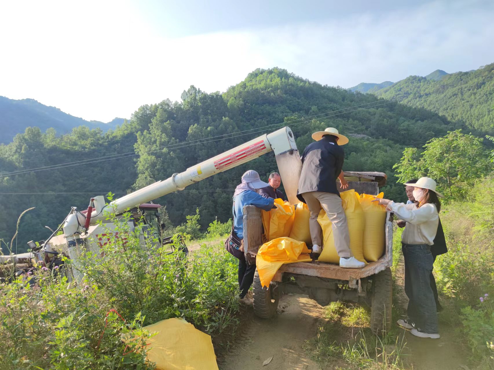 涧池镇栋梁村：集体经济50亩油菜喜获丰收