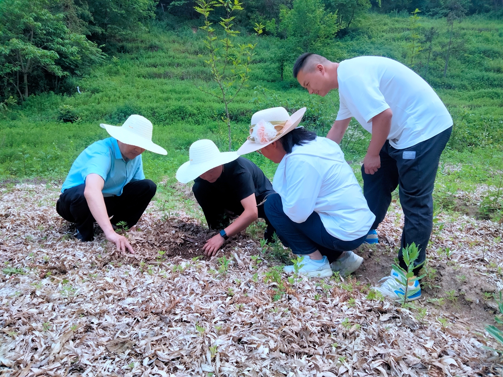 铁佛寺镇：做好夏季田管 助农增产增收