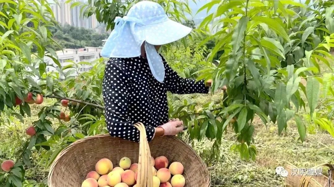汉阴县：桃子丰收采摘忙，树梢缀满“致富果”