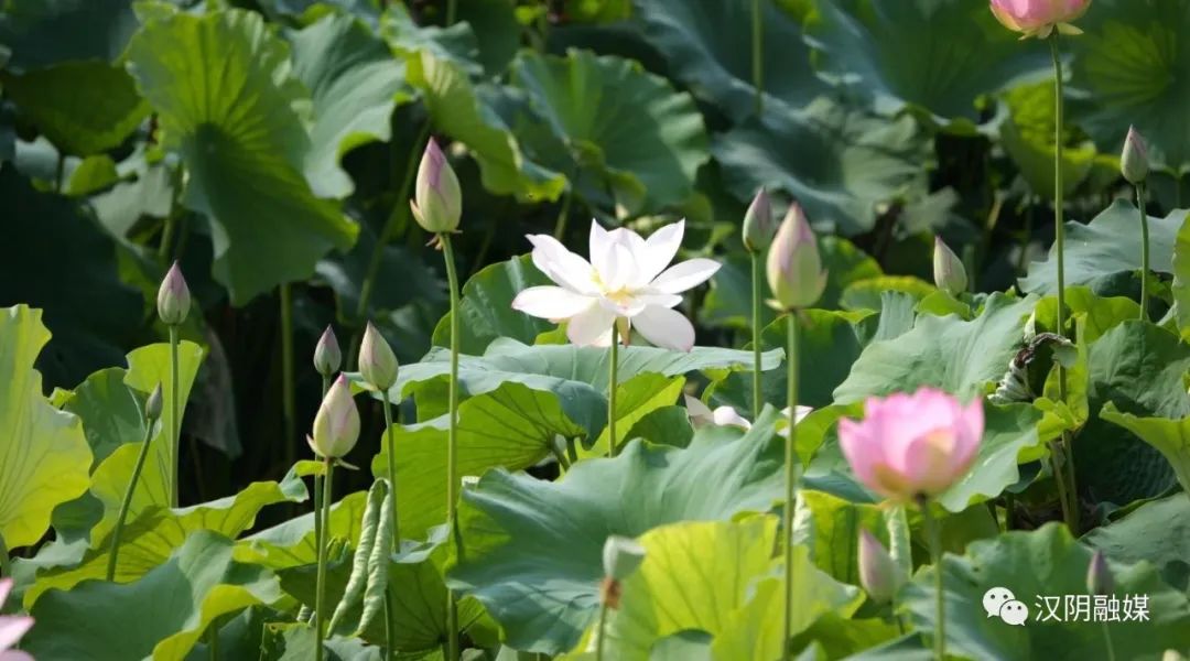 汉阴：千亩荷花盛开助推夏日经济持续升温