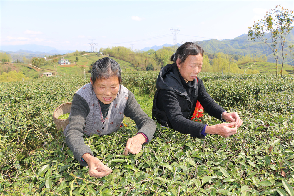 汉阴县汉阳镇：国企带镇村 茶杯俏市场