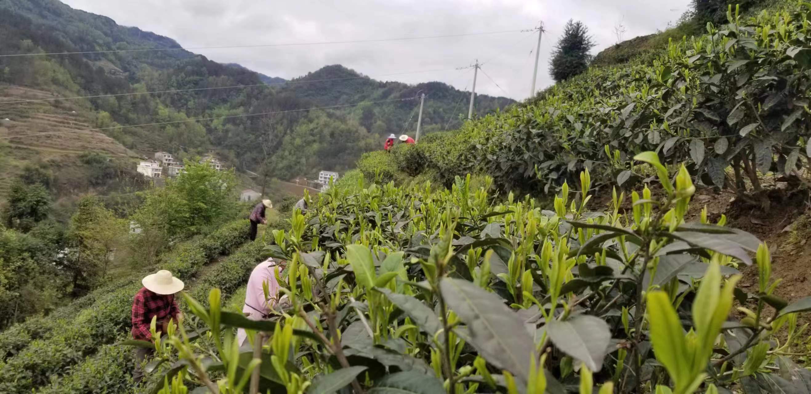 漩涡镇大涨河村：党建引领构建茶产业发展新格局