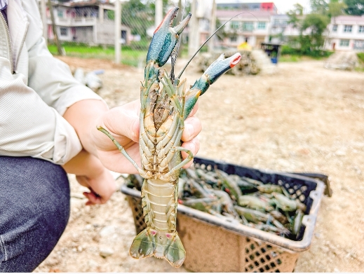 【安康日报】澳洲淡水龙虾在汉阴试养成功