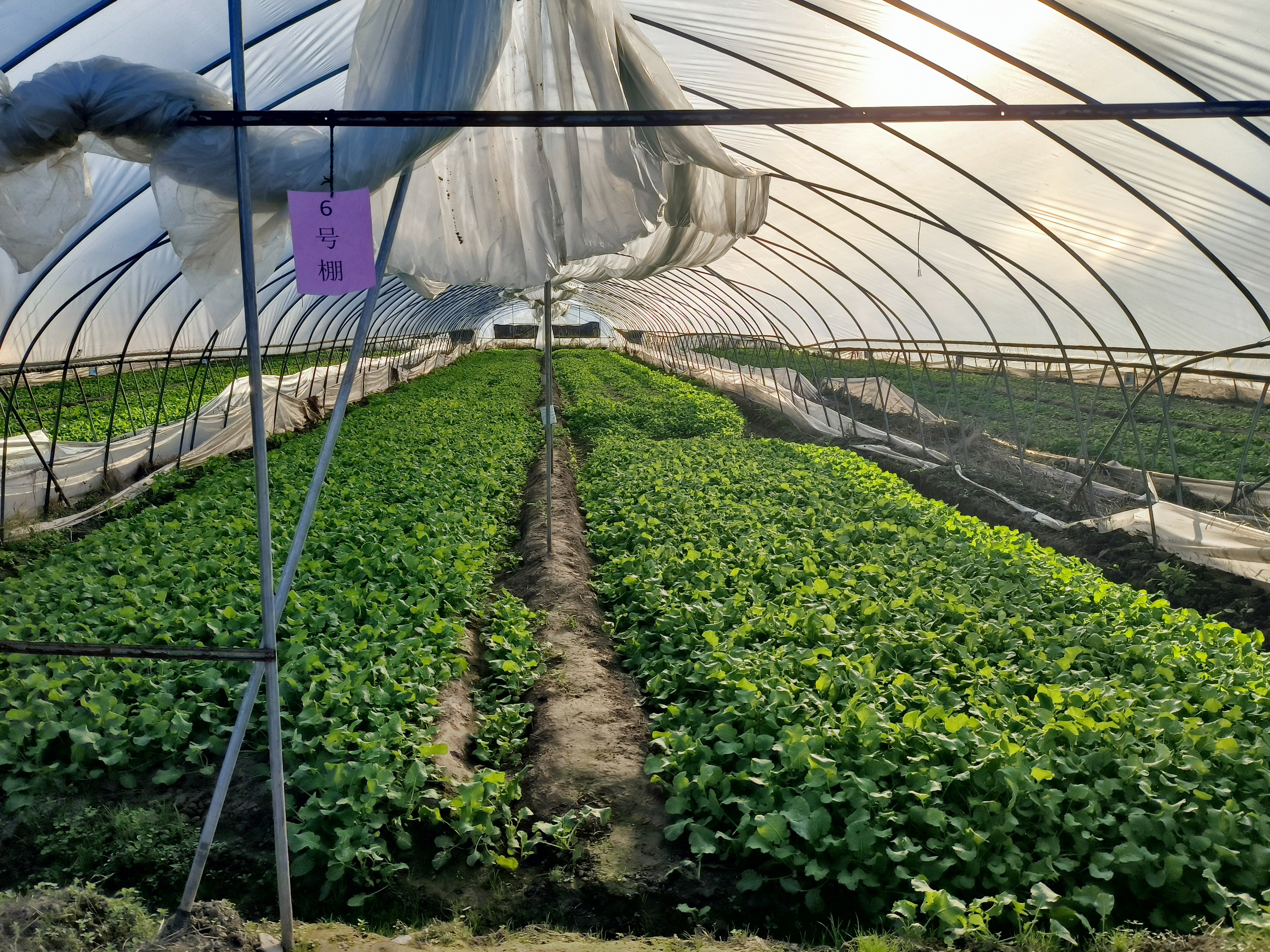 蒲溪镇：油菜育苗忙 助力秋冬种