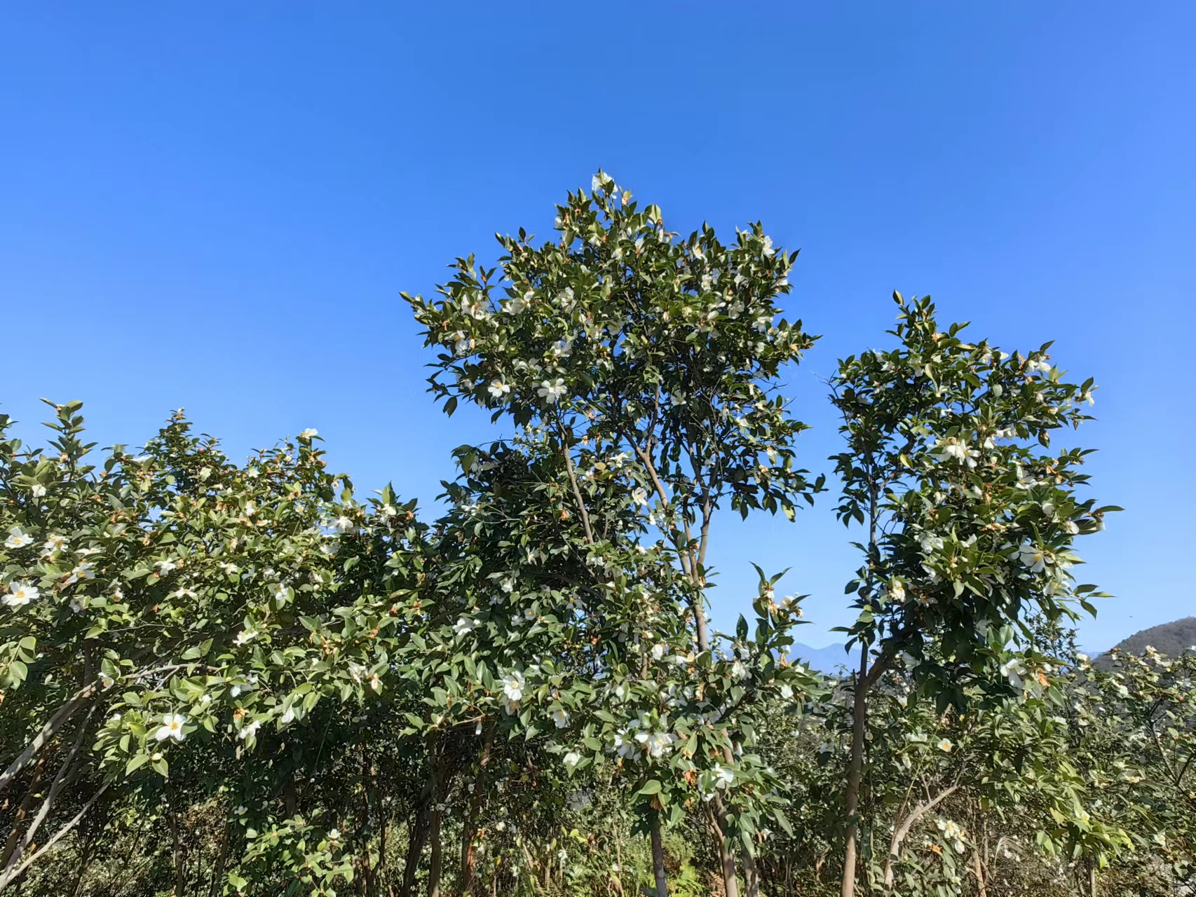 漩涡镇：满上油茶树 铺就乡村振兴路