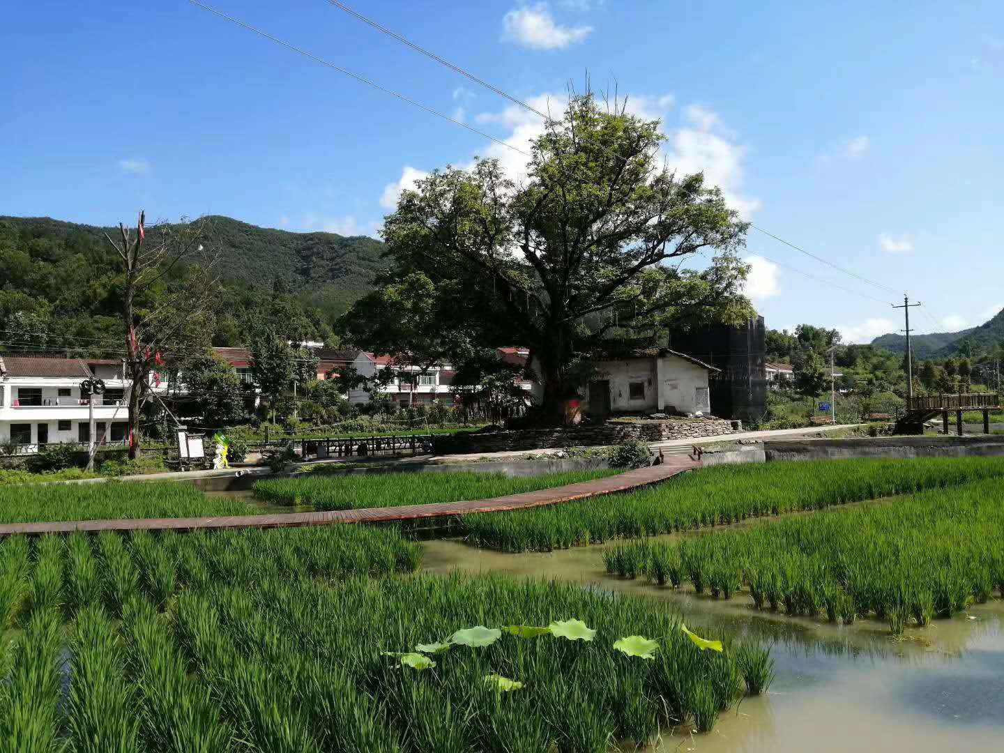 汉阴：抢抓长江“十年禁渔”机遇  推动生态渔业高质量发展