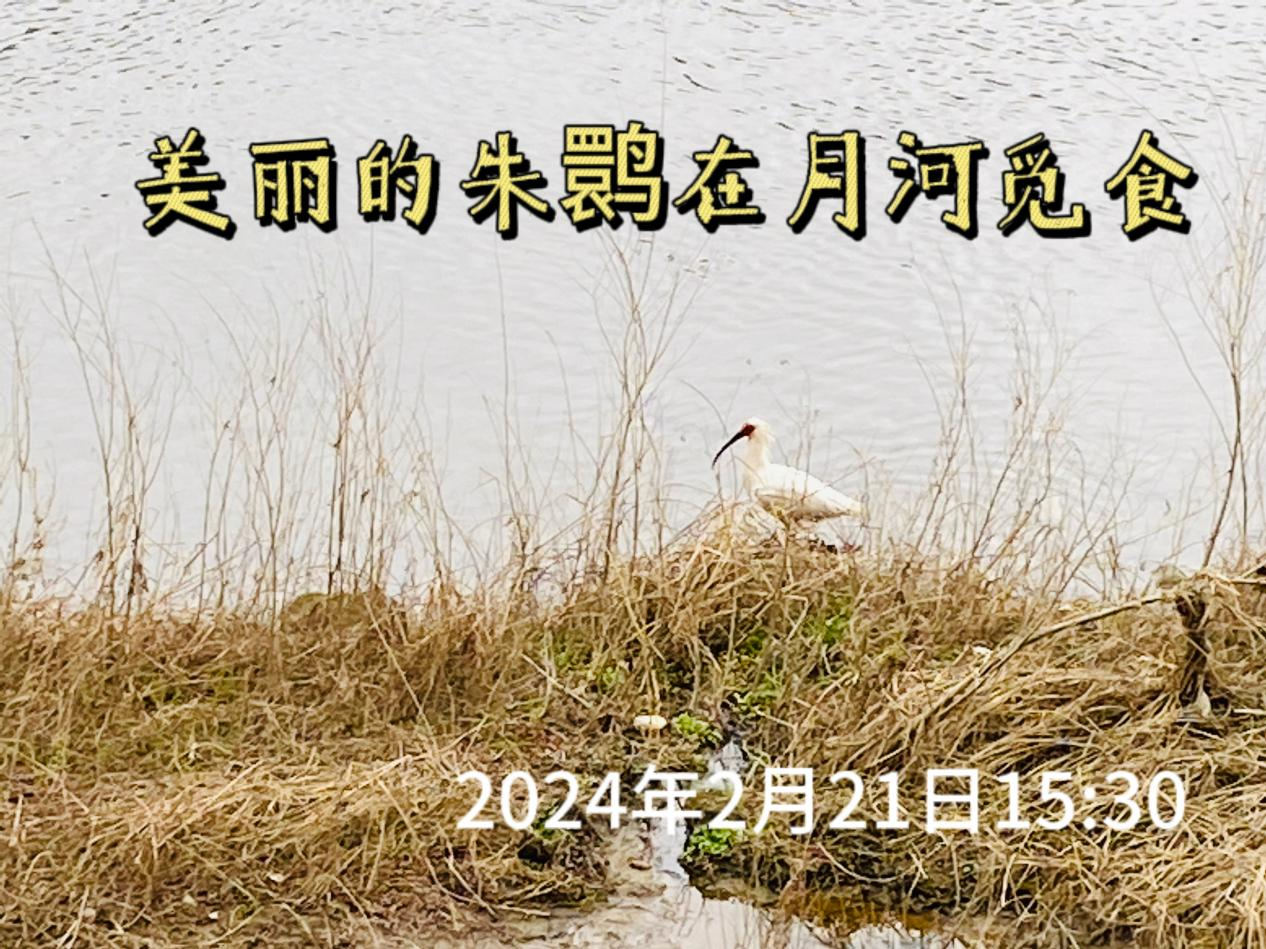 汉阴县审计局志愿者积极投身母亲河保护行动 助力建设生态和谐家园