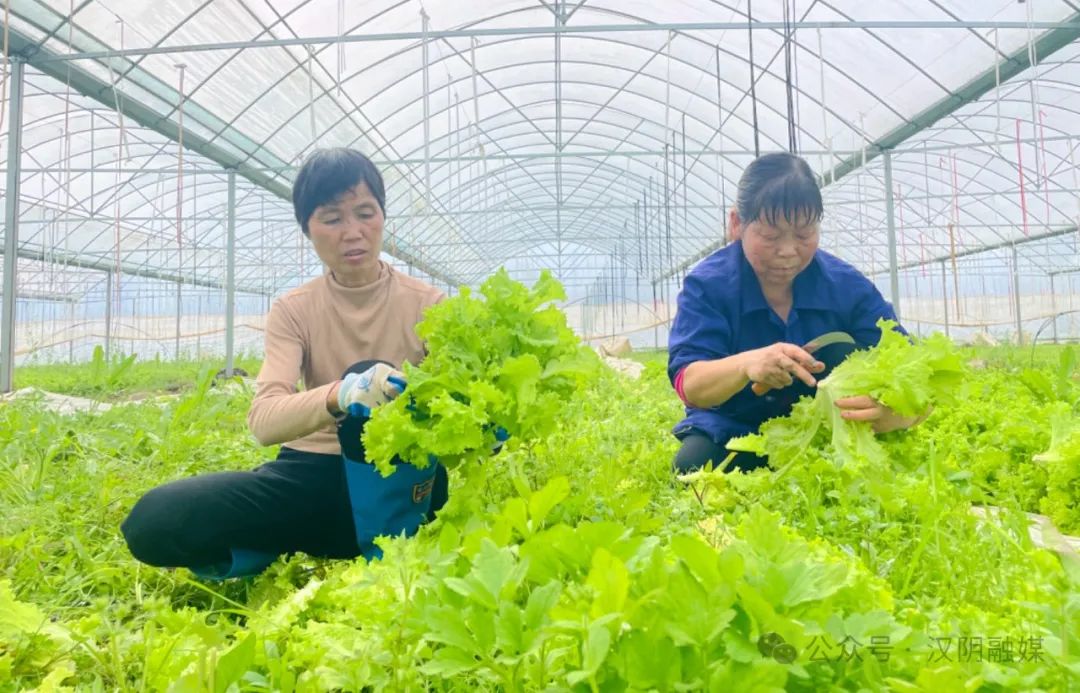 汉阴：大棚果蔬喜丰收