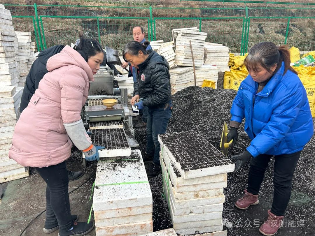 汉阴：春耕赶时令 烤烟育苗忙