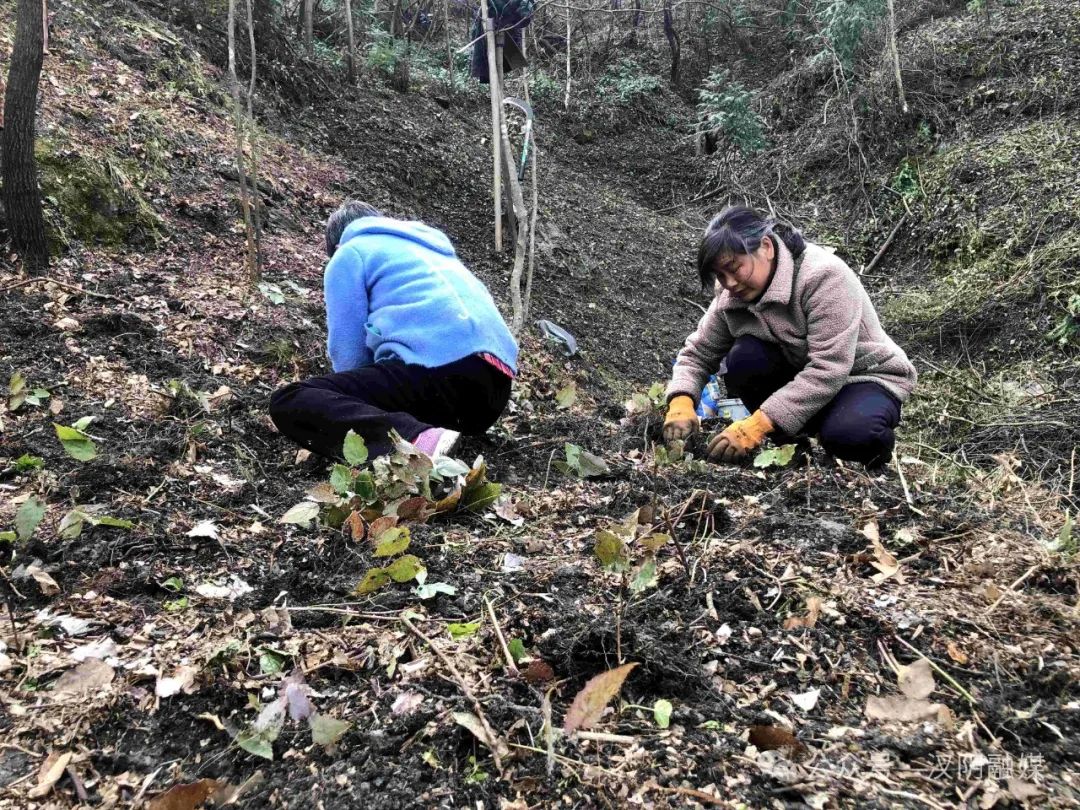 汉阴：种植淫羊藿 念好“山字经”