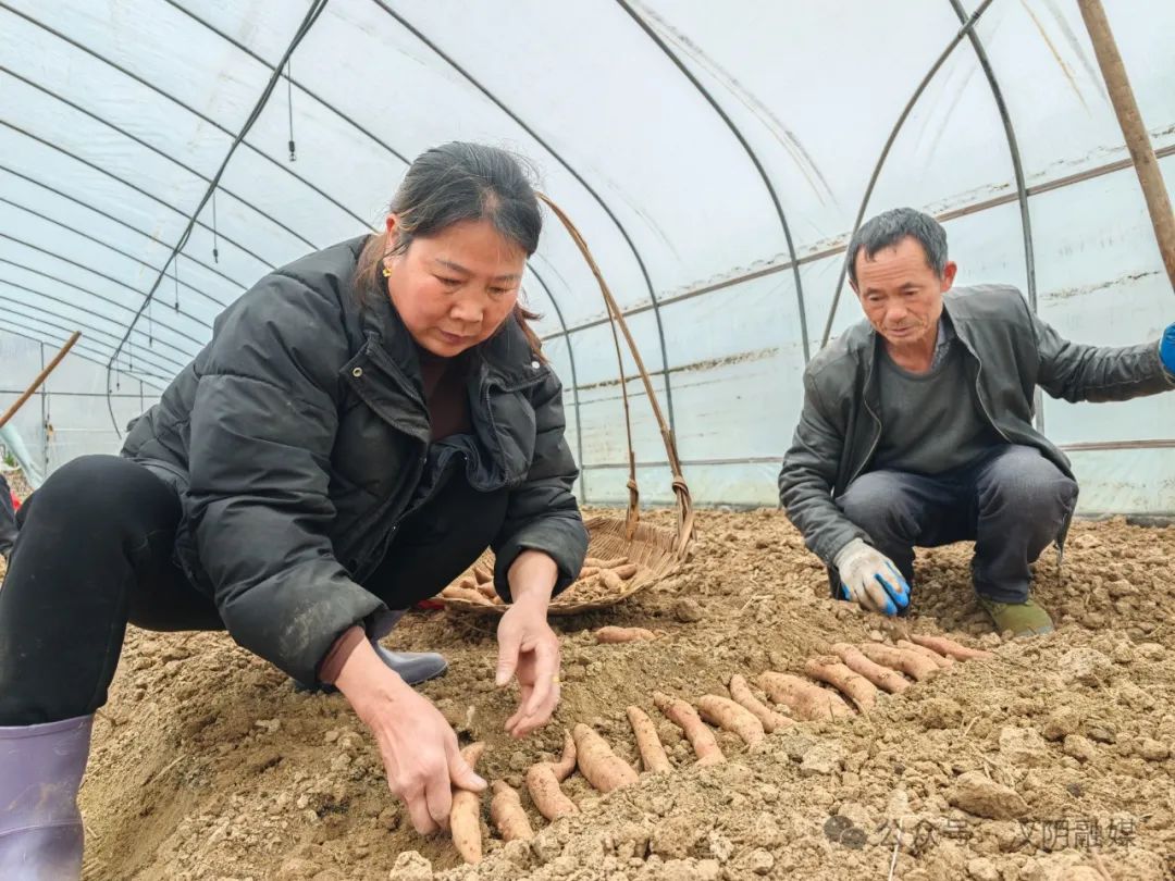 汉阴：人勤春来早 红薯育苗忙