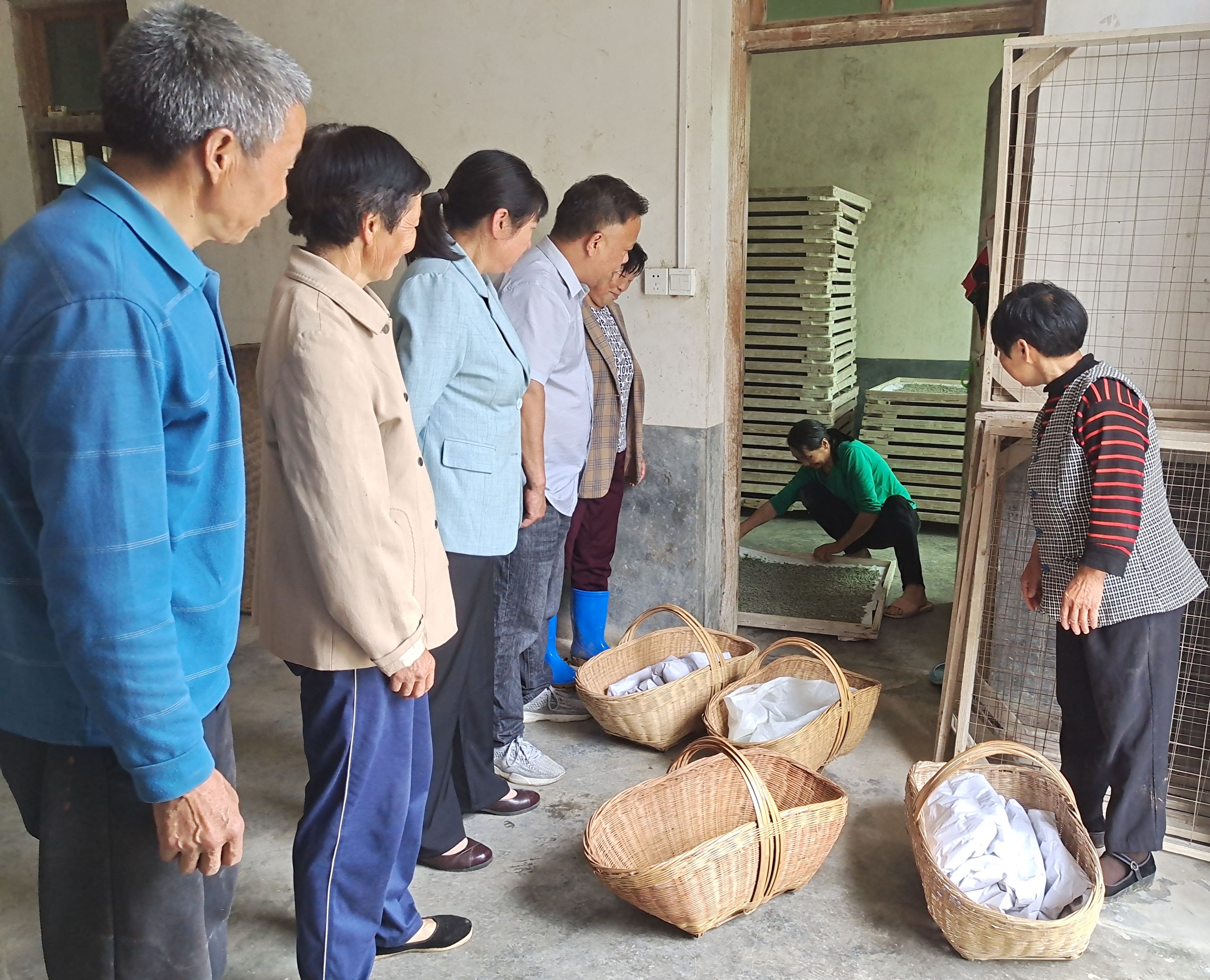 小蚕共育促增收 织就致富新“丝”路