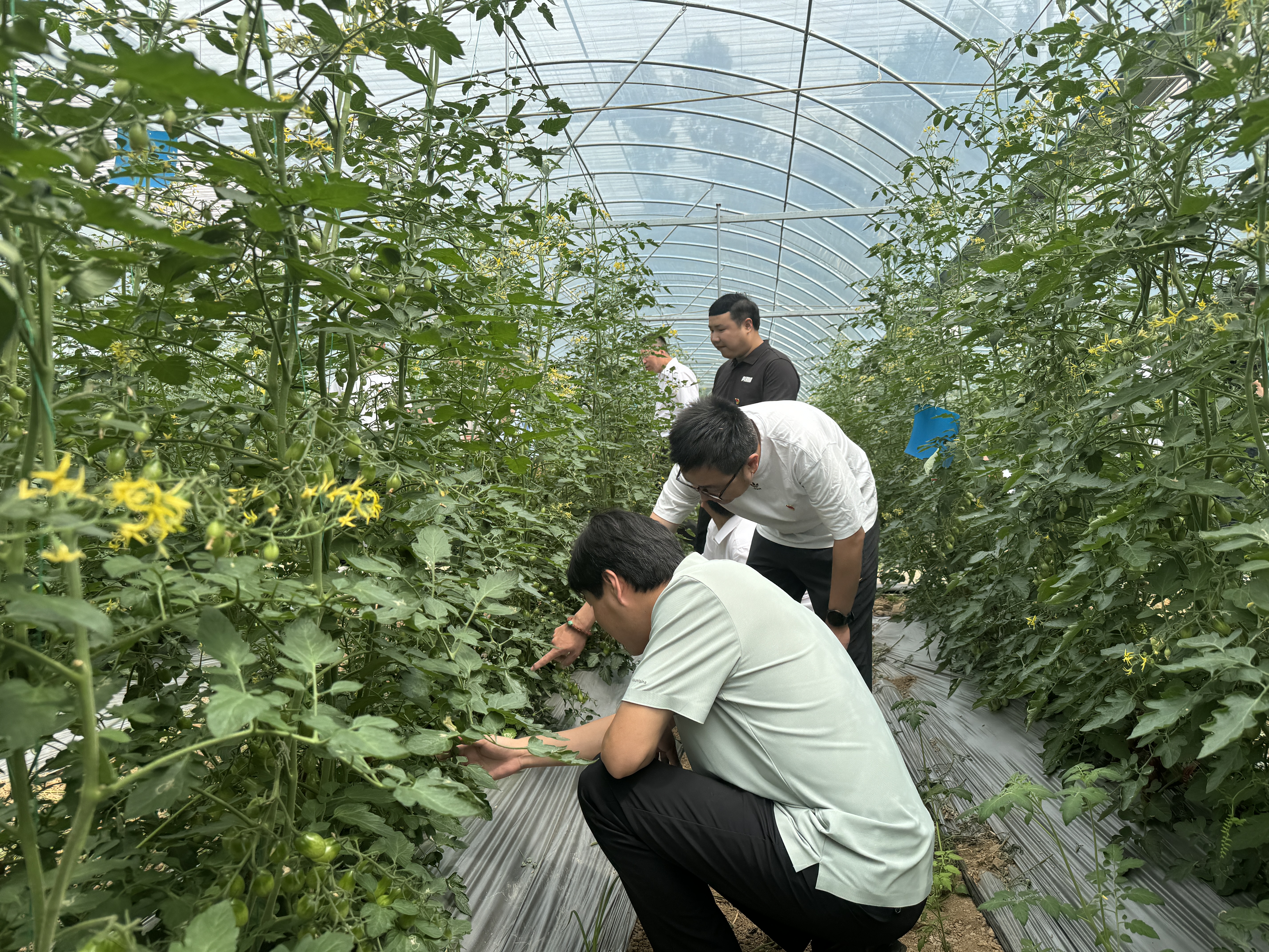 汉阳镇：组团服务“三个共同”推进产业振兴