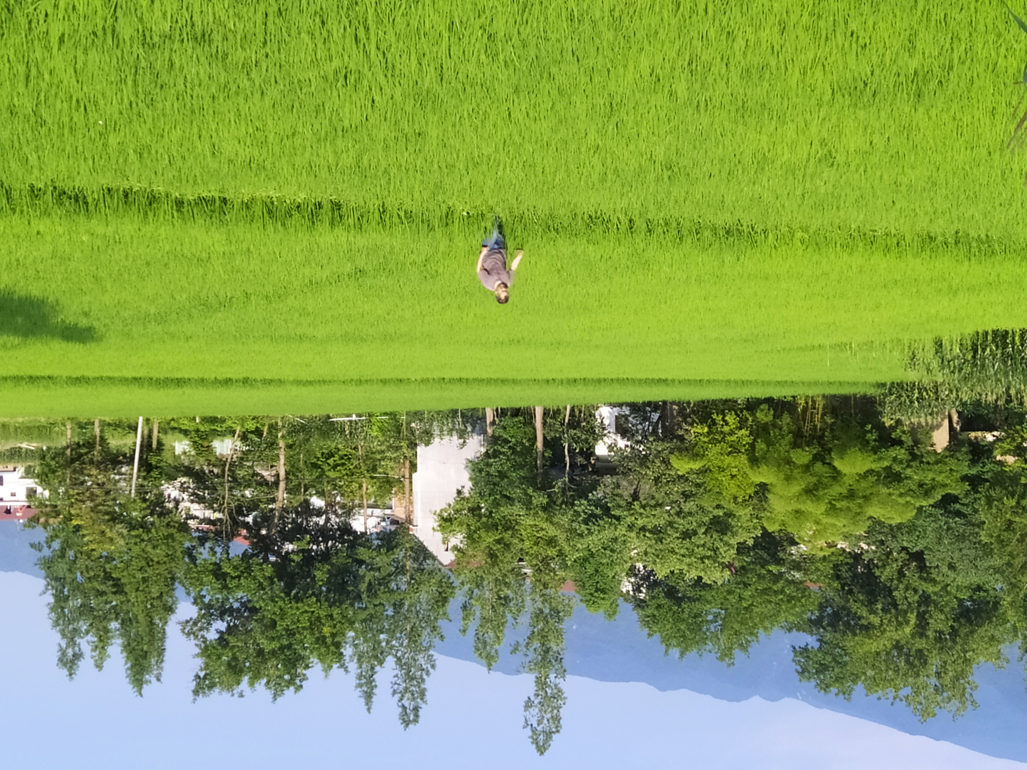 城关镇中坝村：荷花绽放 水稻飘香