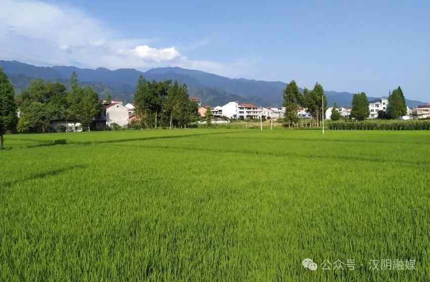 汉阴：风吹绿稻村色美